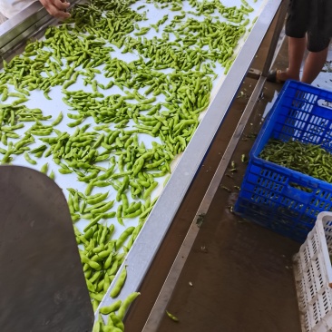 精品翠绿宝毛豆上市了