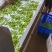 精品翠绿宝毛豆上市了
