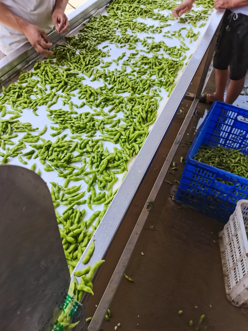 精品翠绿宝毛豆上市了
