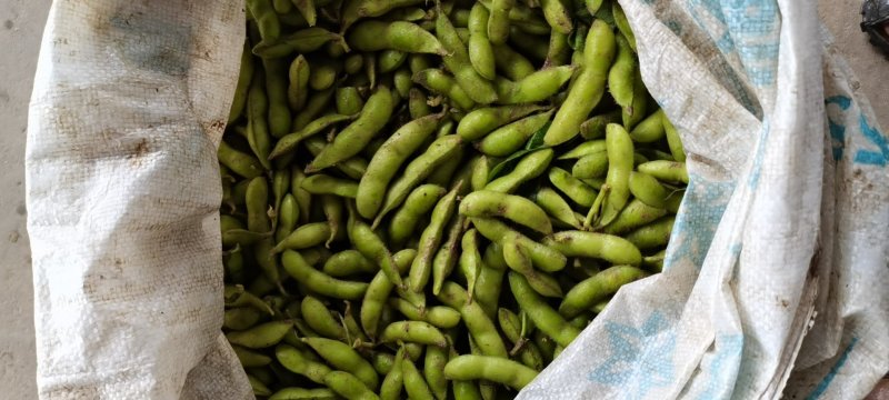 精品翠绿宝毛豆上市了