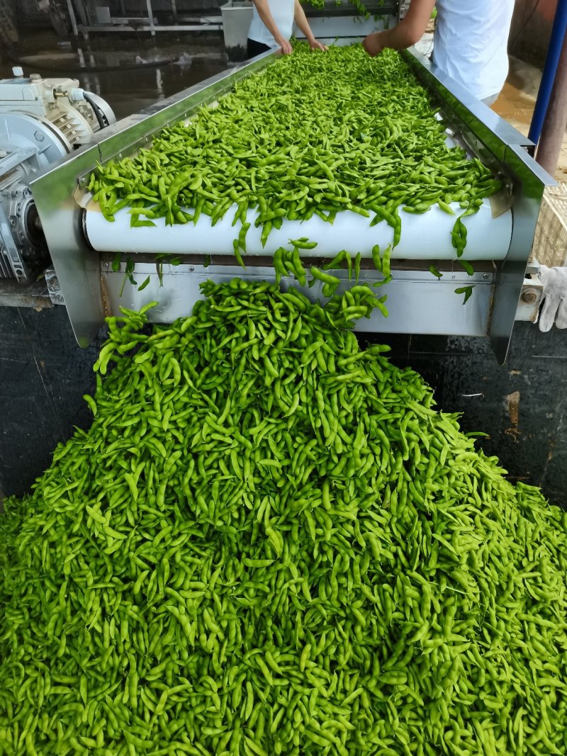 精品翠绿宝毛豆上市了