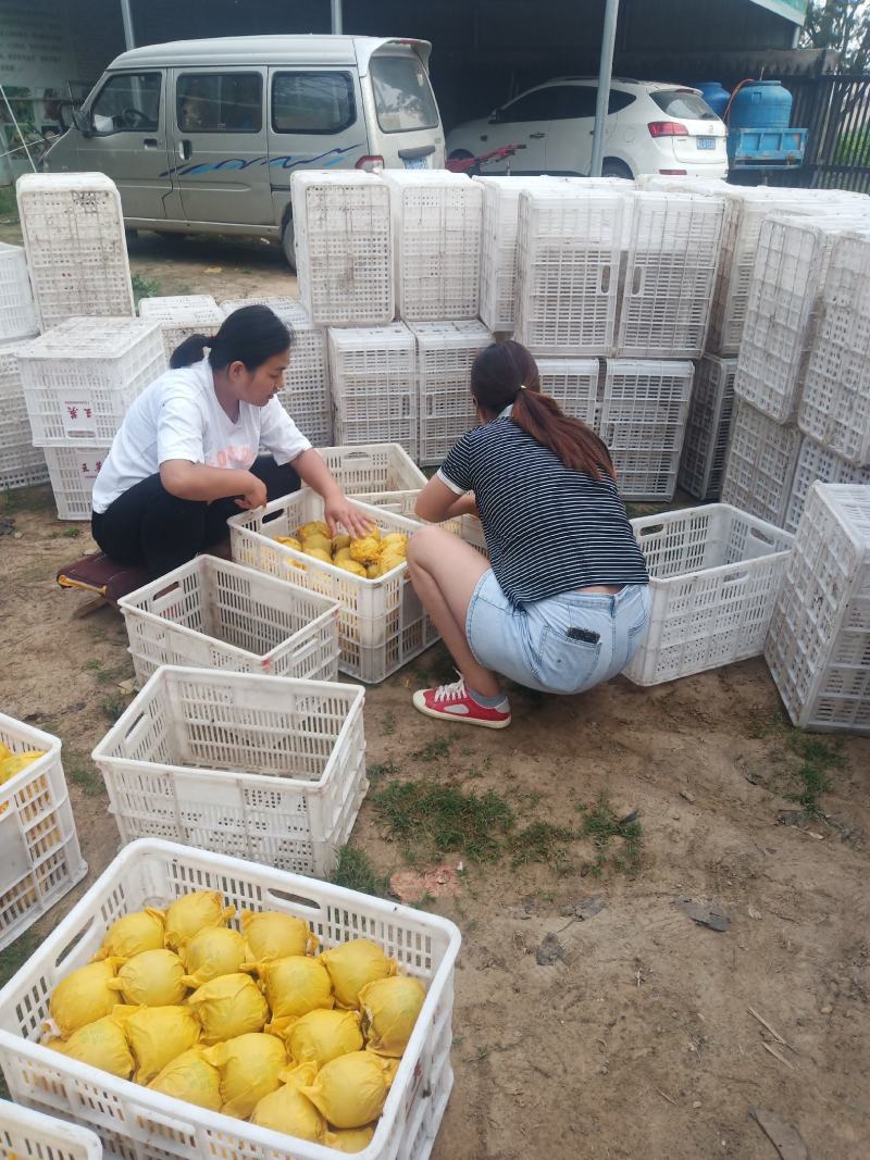 【精选】万亩翠玉梨套袋果大量上市上货快价格美丽大吨位供应