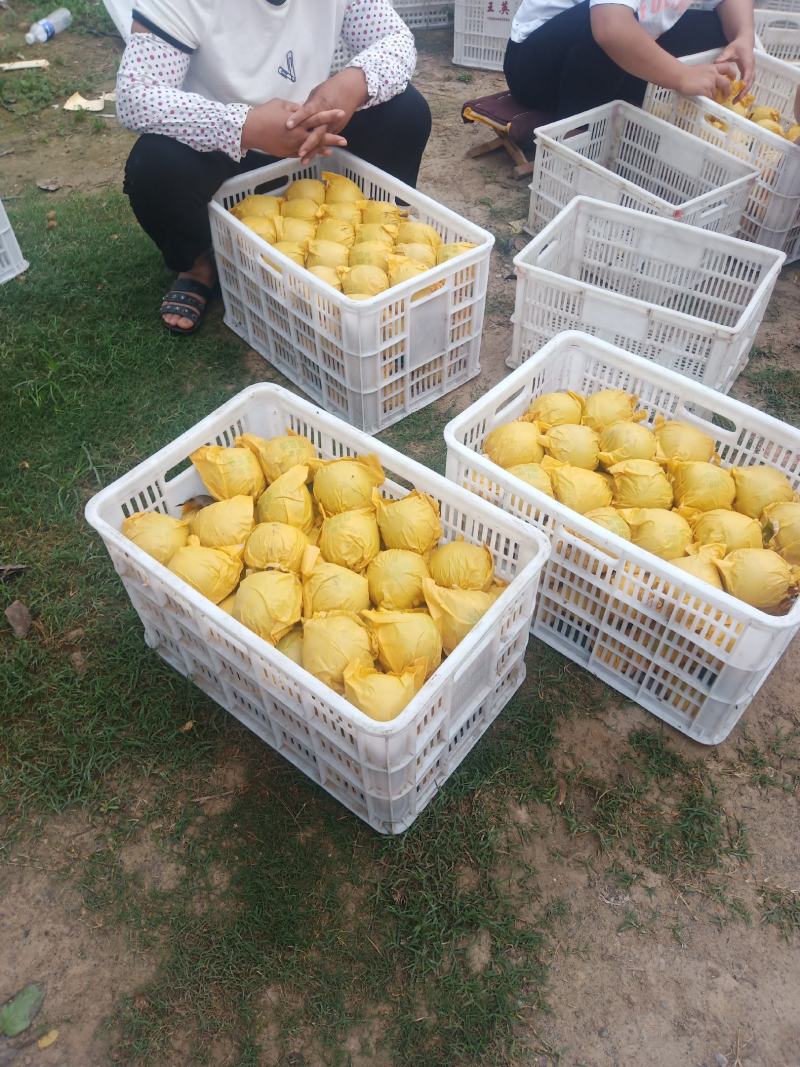【精选】万亩翠玉梨套袋果大量上市上货快价格美丽大吨位供应