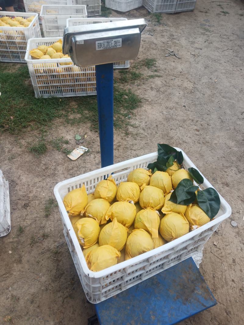 【精选】万亩翠玉梨套袋果大量上市上货快价格美丽大吨位供应
