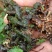 石菖蒲，纯野生溪流植物，水菖蒲气味芳香.含量高野生石菖蒲