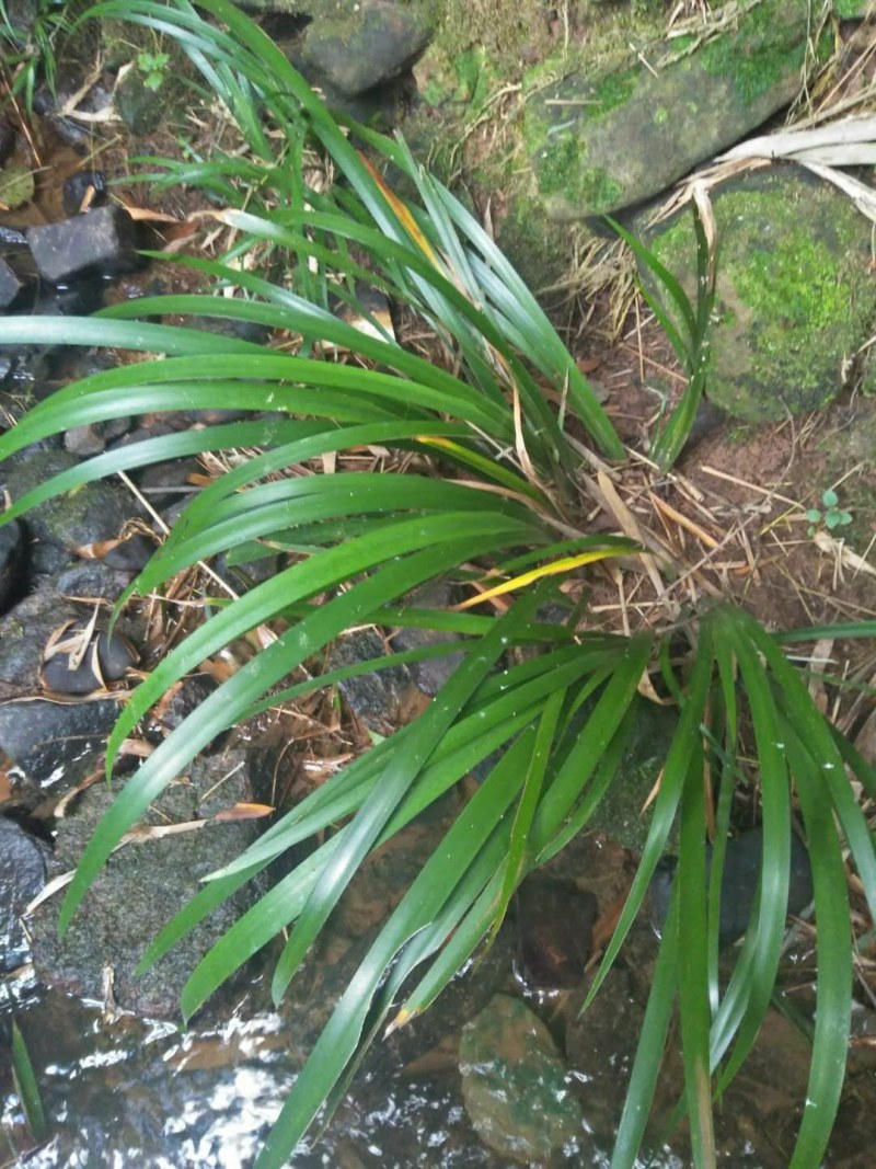 石菖蒲，纯野生溪流植物，水菖蒲气味芳香.含量高野生石菖蒲