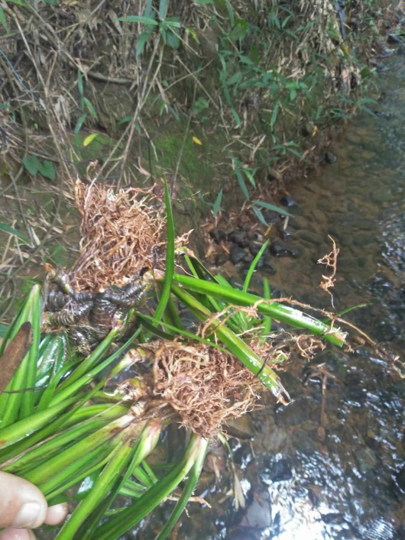 石菖蒲，纯野生溪流植物，水菖蒲气味芳香.含量高野生石菖蒲