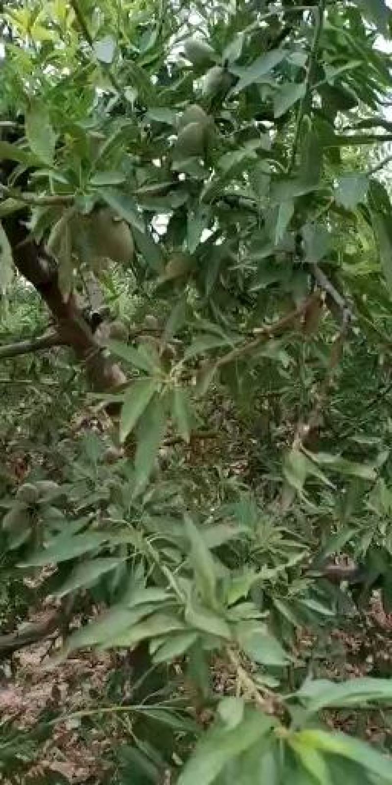 巴旦木鲜果，目前正在收获中，需要的请说在一亩田看到的