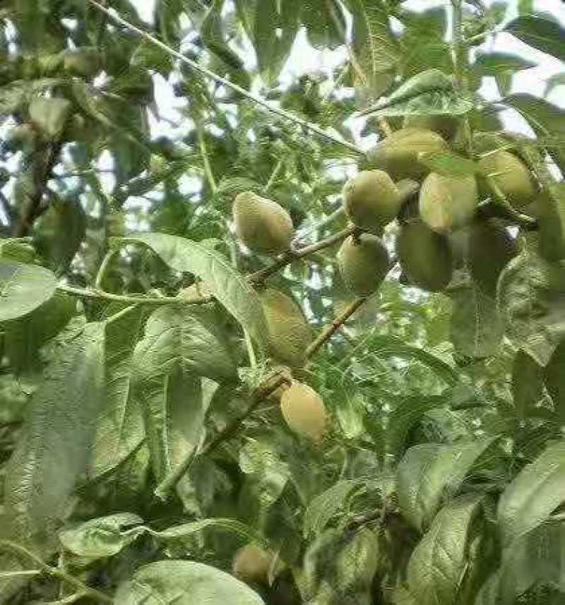 巴旦木鲜果，目前正在收获中，需要的请说在一亩田看到的