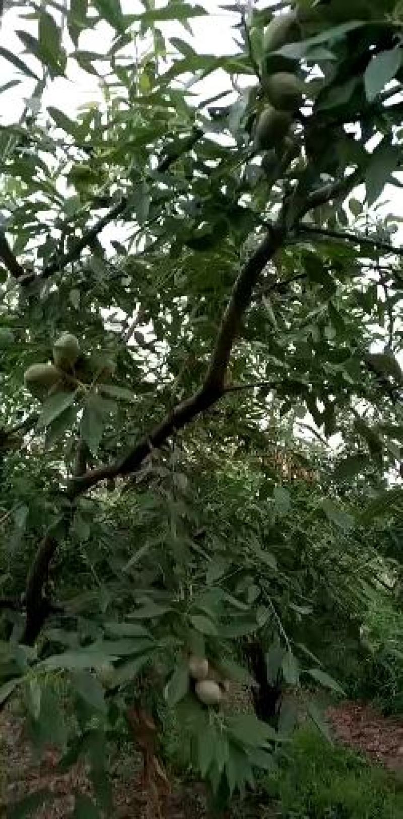 巴旦木鲜果，目前正在收获中，需要的请说在一亩田看到的