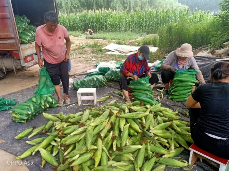 精品糯玉米，万糯2000，水果玉米，产地直供，量大质优