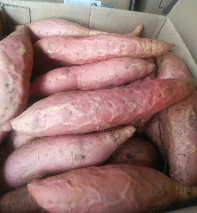 烟薯25号烟蜜薯山东沙地蜜薯烤红薯现挖现发八折一件代发