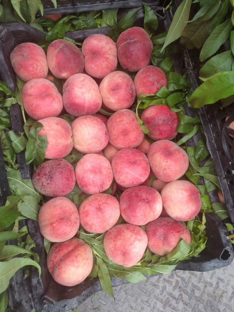 毛桃精品毛桃大量上市品种多产地直发一手货源