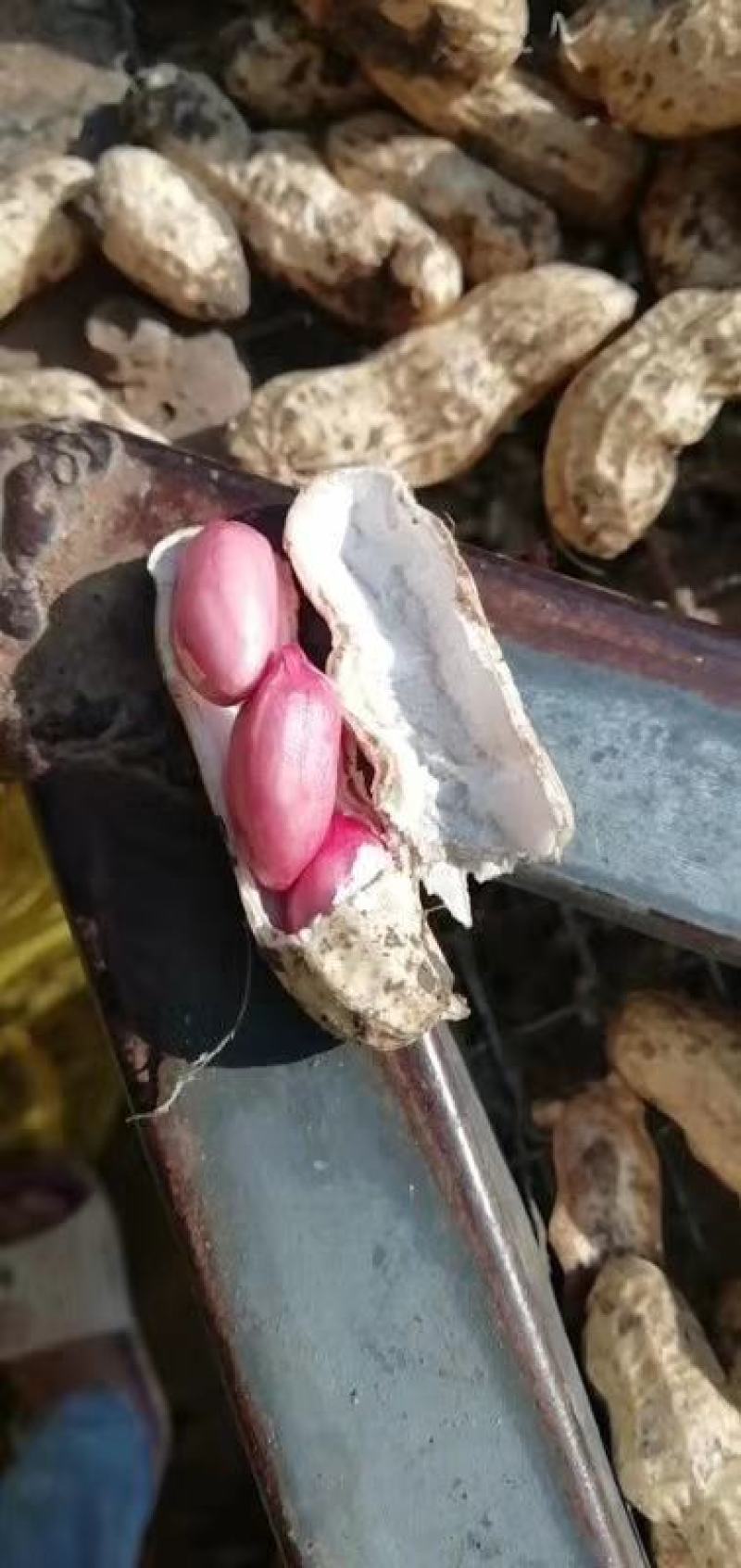 江苏徐州精品四粒红