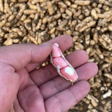 江苏徐州精品四粒红