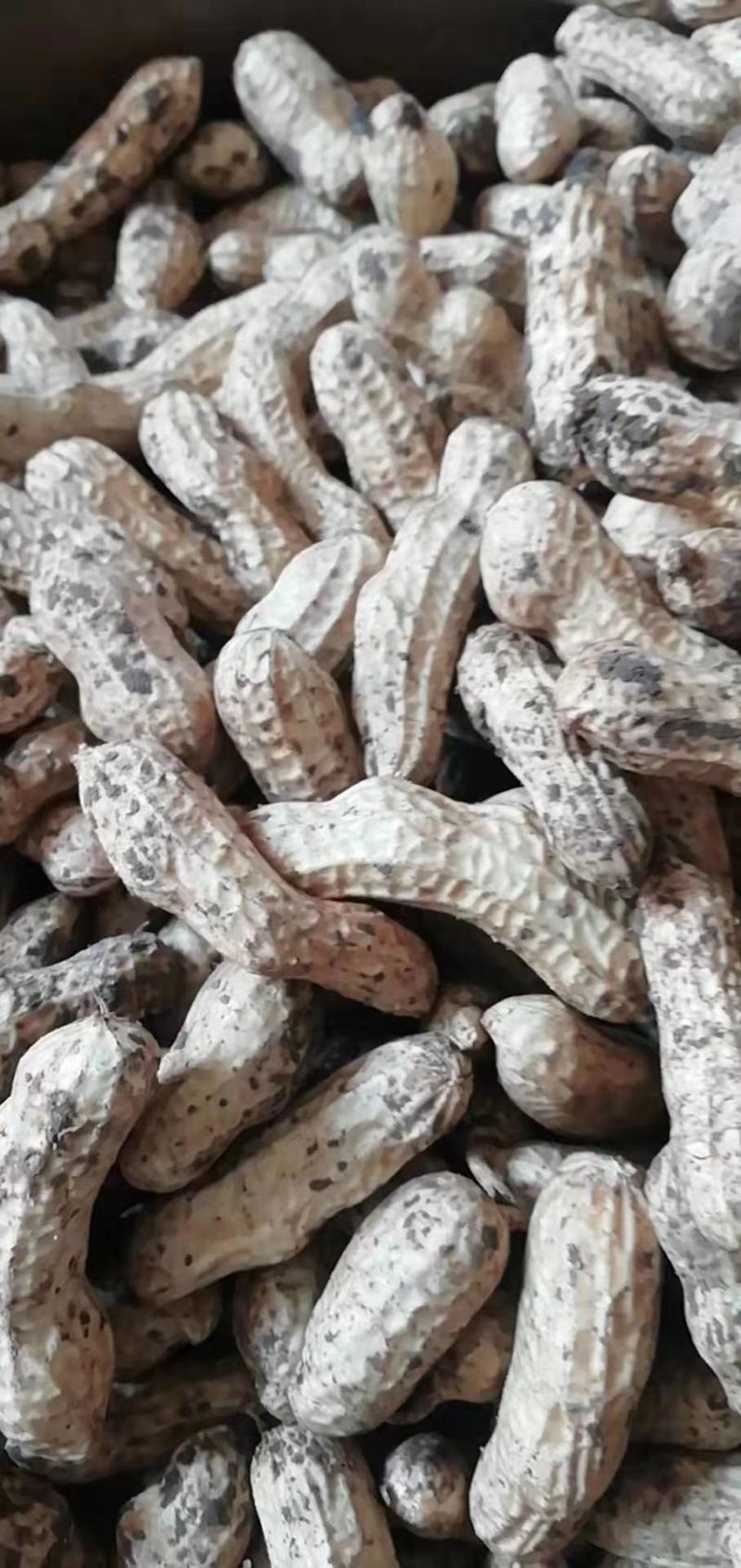 江苏徐州精品四粒红