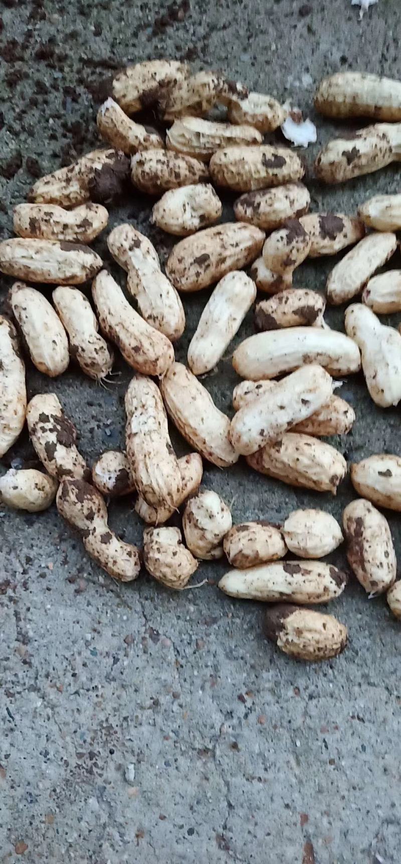 江苏徐州精品四粒红