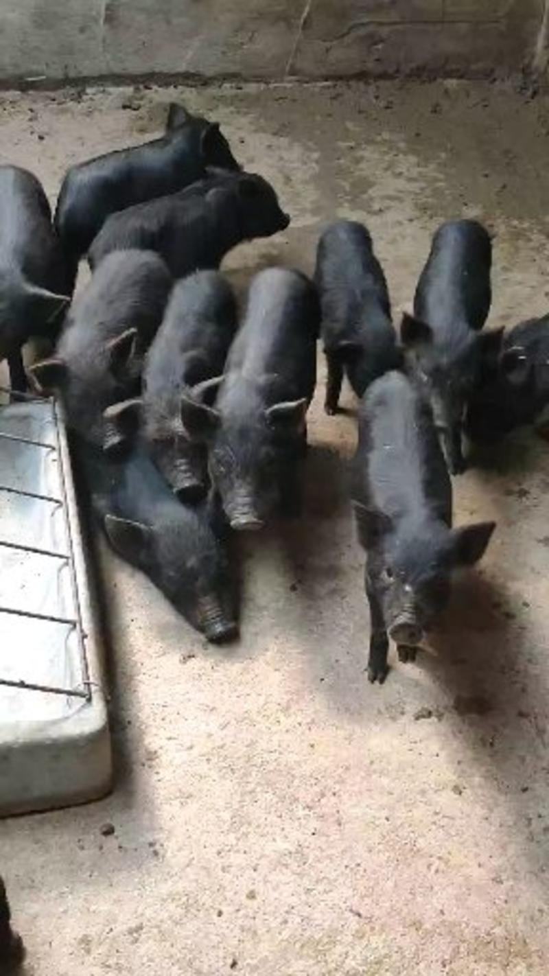 巴马香猪幼崽，活体小猪仔，肉猪仔，自家养殖无中介