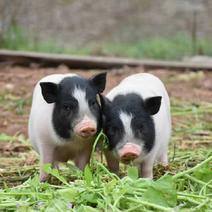 巴马香猪幼崽，活体小猪仔，肉猪仔，自家养殖无中介