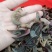 海南，广东石蚕，公石松（本地野生公石蚕）