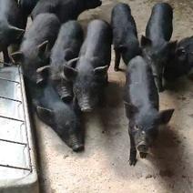 (热销）藏香猪五谷杂粮喂养猪苗怀孕母猪基地直发