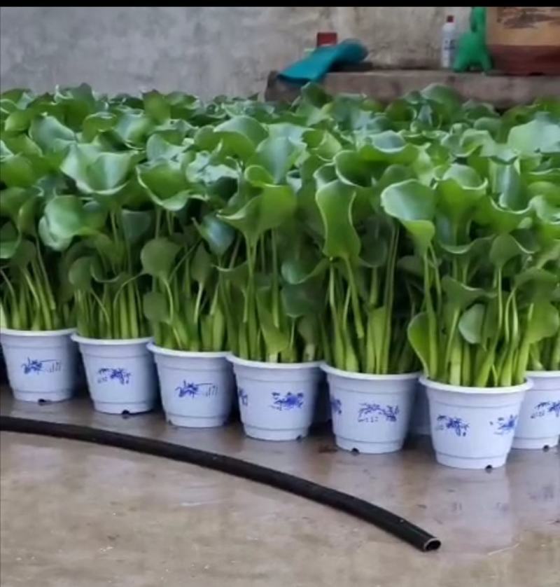大量批发水葫芦，凤眼蓝，水仙花