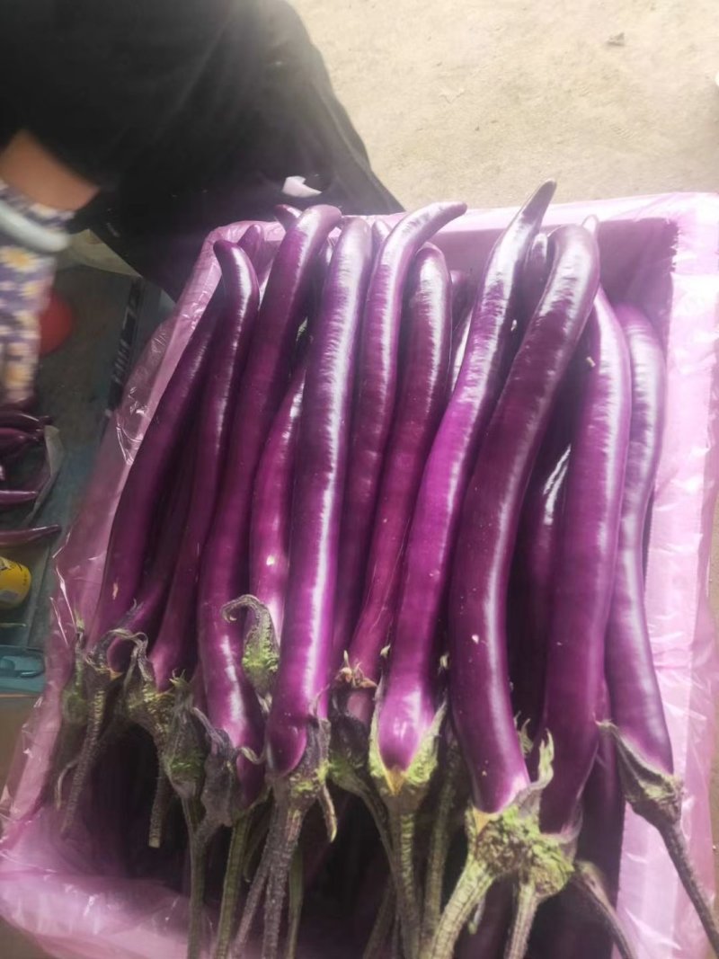 各种茄子大量现货，产地直发，质量保证，各种保证