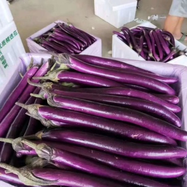 各种茄子大量现货，产地直发，质量保证，各种保证