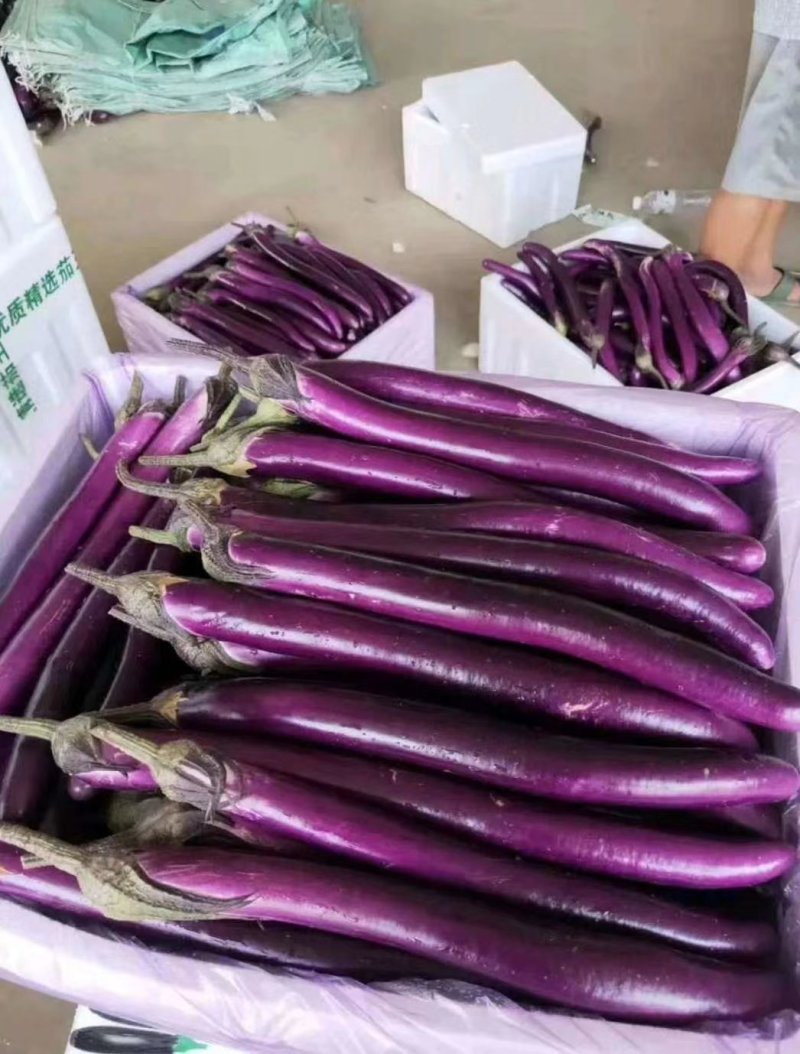 各种茄子大量现货，产地直发，质量保证，各种保证