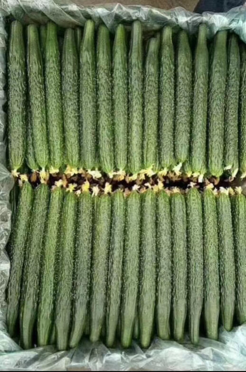 精品蜜刺黄瓜大量上市、顶花带刺，保质保量，欢迎采购