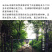 正宗吉林长白山蜂蜜，椴树蜜，百花蜜