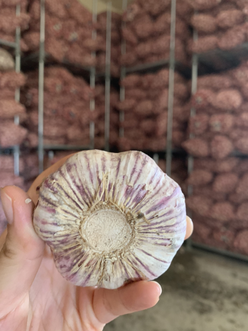 红米红皮大蒜紫河南早熟蒜农家自种产地直销