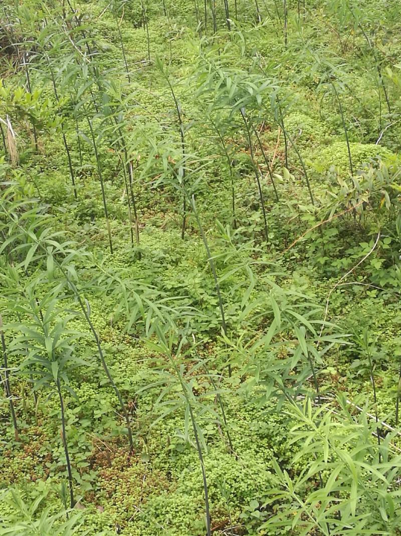 高杆不倒苗六叶黄精种块茎，好质量，质量好