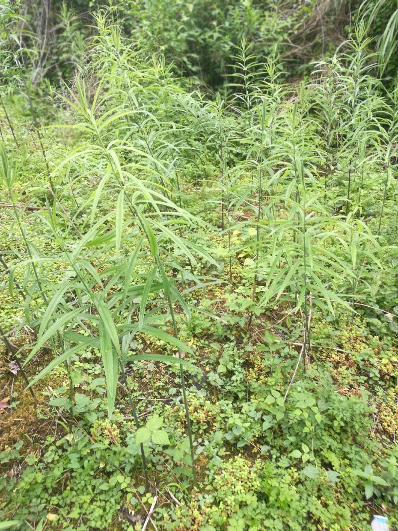 高杆不倒苗六叶黄精种块茎，好质量，质量好