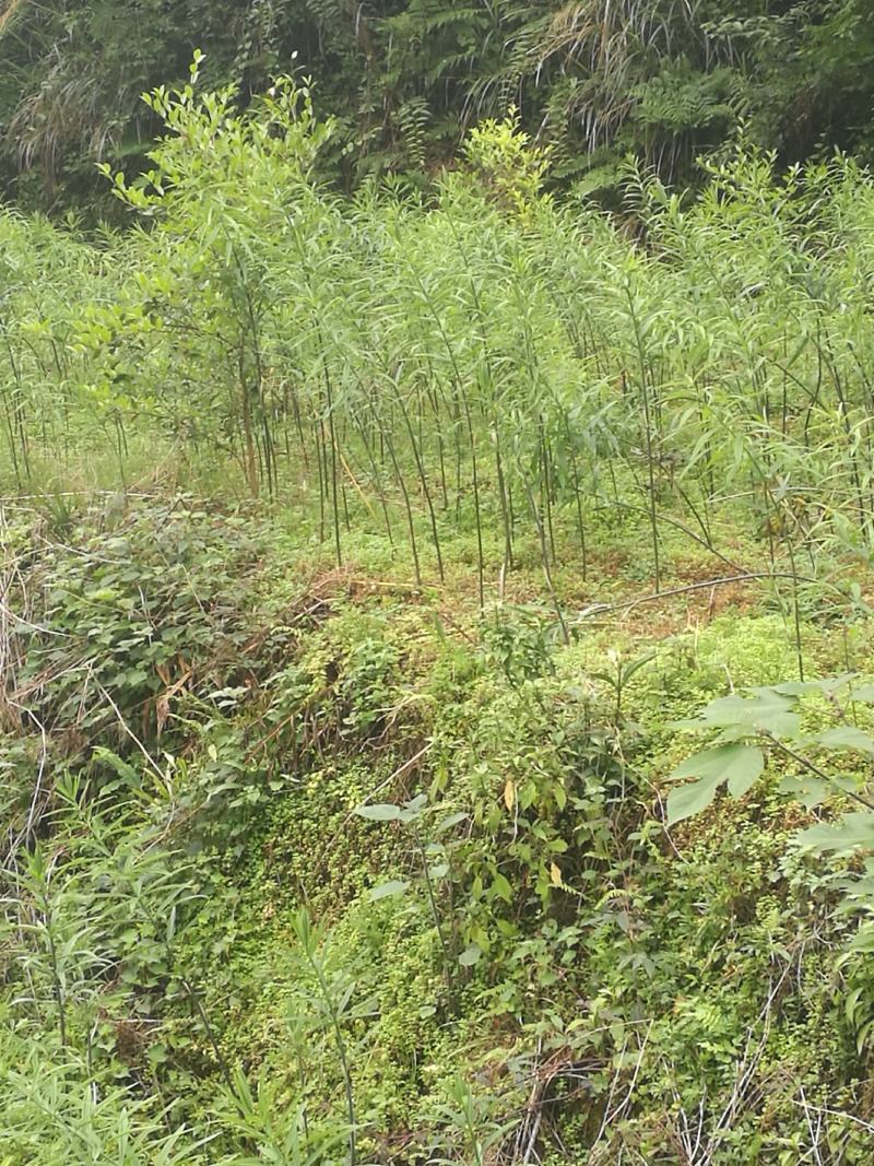 高杆不倒苗六叶黄精种块茎，好质量，质量好