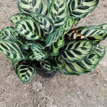 孔雀竹芋室内在植物盆栽花卉