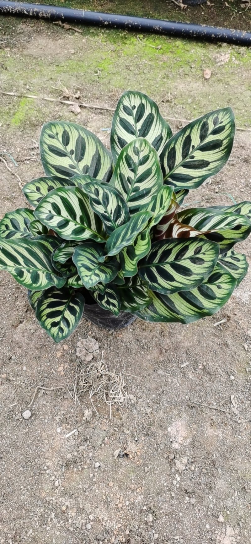 孔雀竹芋室内在植物盆栽花卉