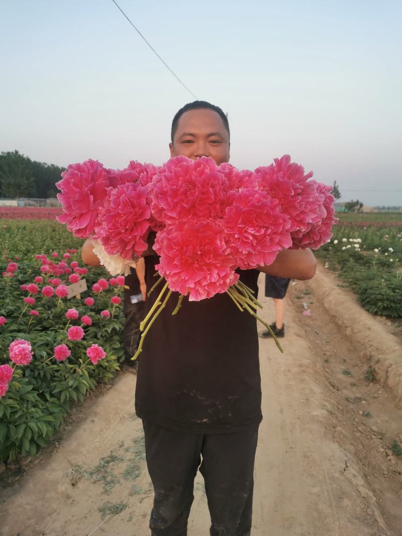 芍药鲜切花菏泽基地直销批发零售冷库预冷包损耗