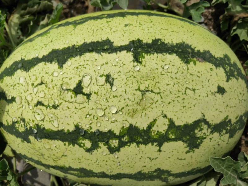 硒沙瓜