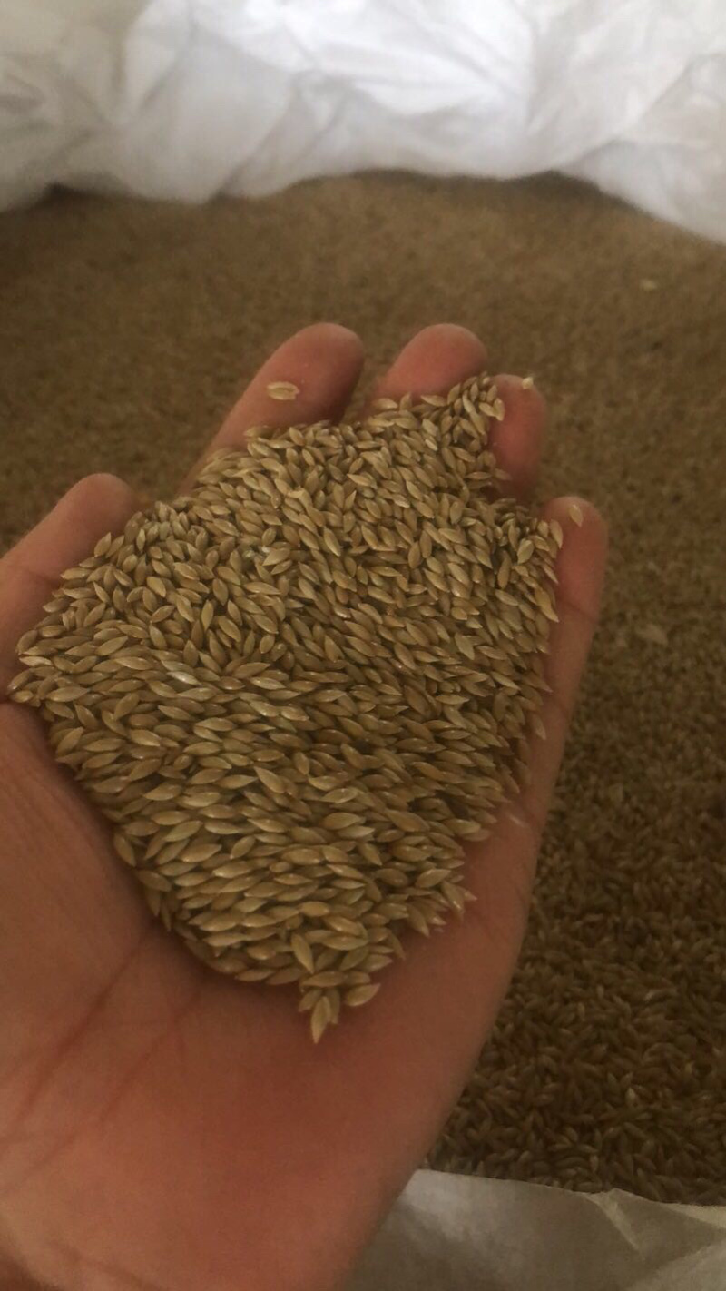 加拿大进口金丝雀籽鸟籽鸟粮鸽粮都能用
