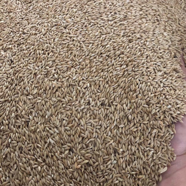 加拿大进口金丝雀籽鸟籽鸟粮鸽粮都能用