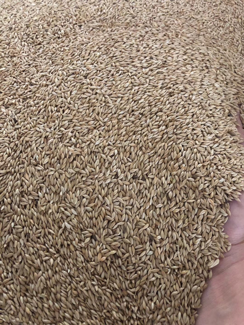 加拿大进口金丝雀籽鸟籽鸟粮鸽粮都能用