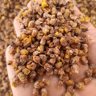 野菊花质量好各种规格无硫磺熏蒸过沫筛