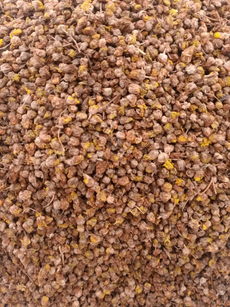 野菊花质量好各种规格无硫磺熏蒸过沫筛