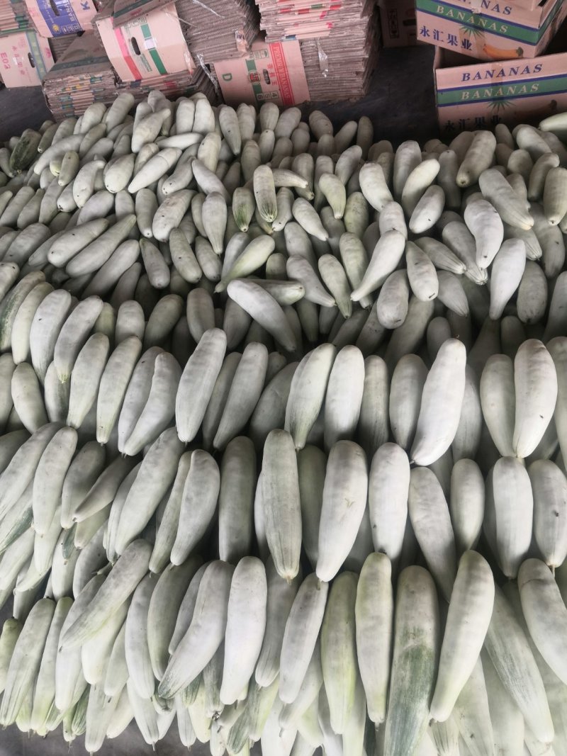 羊角蜜甜瓜大量供应对接电商商超。口脆甜。