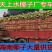 厂家直供社区团购B海南椰子椰青，挂车整车发，支持一件代发