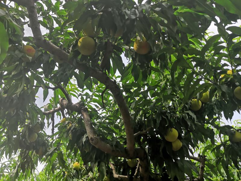 山东83黄桃工厂加工果数量大一手货源黄桃基地欢迎您