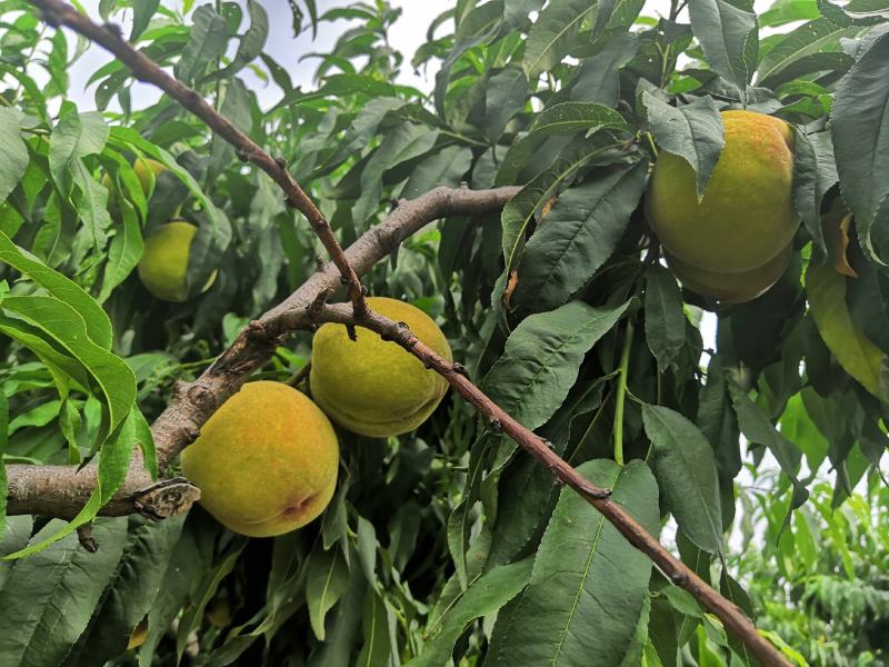 山东83黄桃工厂加工果数量大一手货源黄桃基地欢迎您