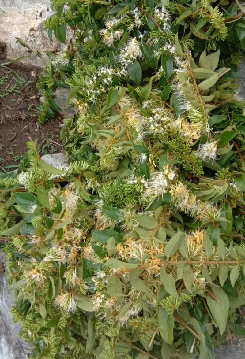 晒干金银花