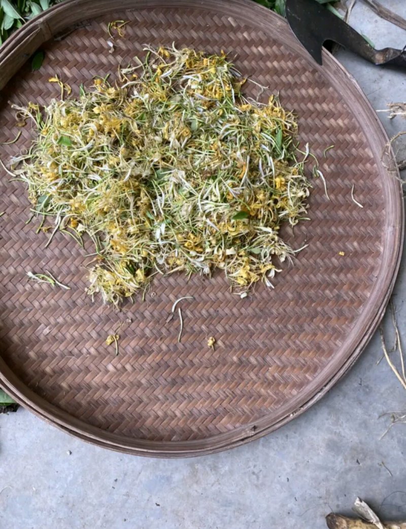 晒干金银花
